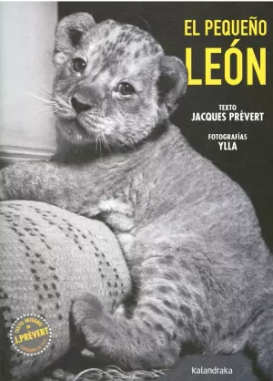 EL PEQUEÑO LEÓN